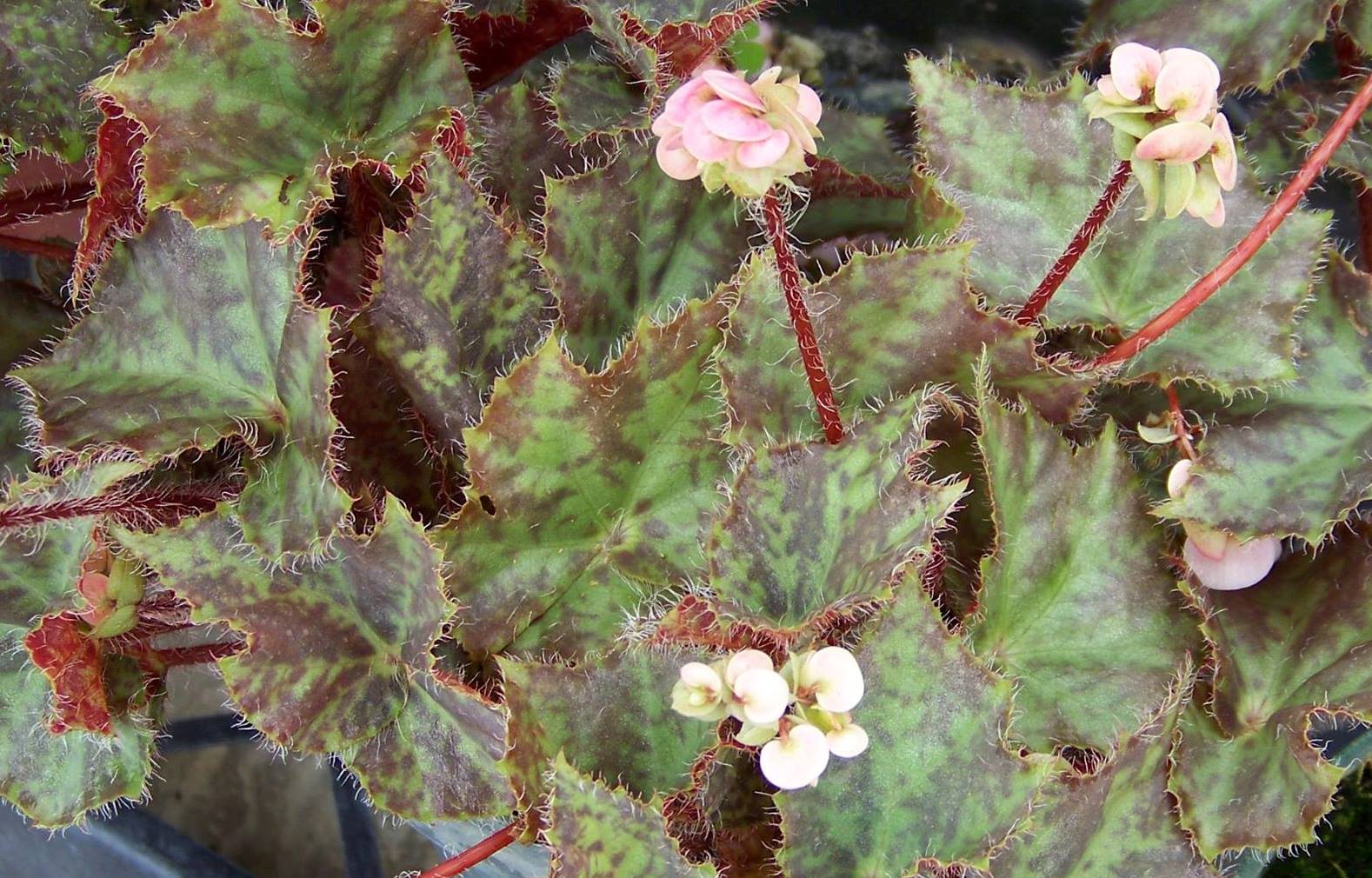 B. ‘Firewater’